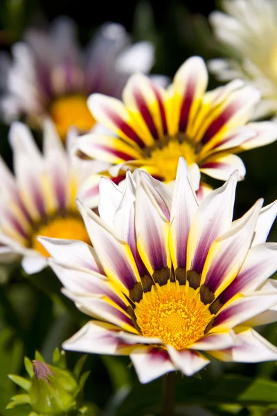 stock image Spaanse margriet