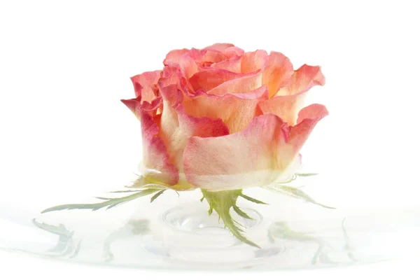 ดอกกุหลาบสีชมพูสวยงาม — ภาพถ่ายสต็อก
