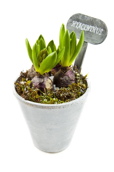 Hyacinthus. — Foto de Stock