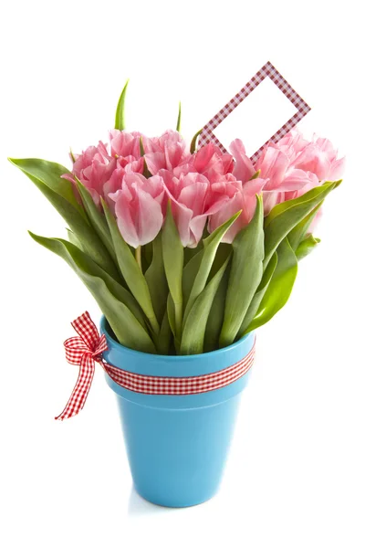 Прекрасные тюльпаны — стоковое фото