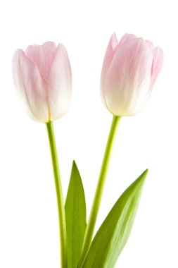 Two pink tulips clipart