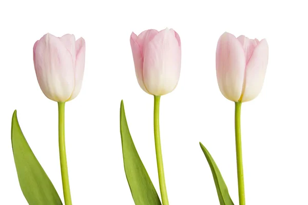 Tři růžové tulipány — Stock fotografie