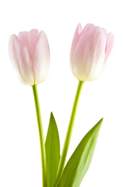 Dvě růžové tulipány — Stock fotografie