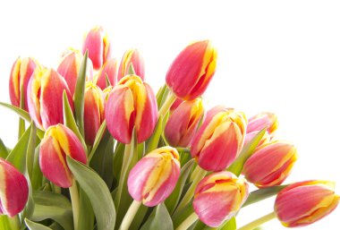 Dutch tulips clipart