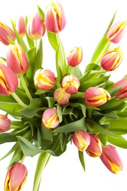 Dutch tulips clipart