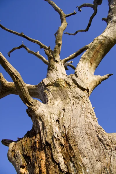 stock image Dead tree