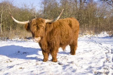 Scottish highlander clipart