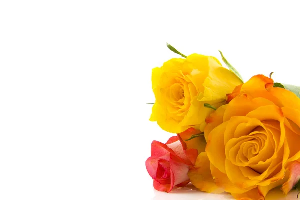 Три різнокольорових троянд — стокове фото