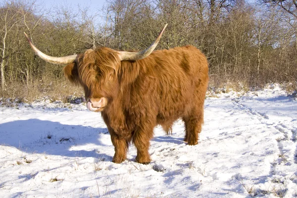 Schotse hooglander — Stockfoto