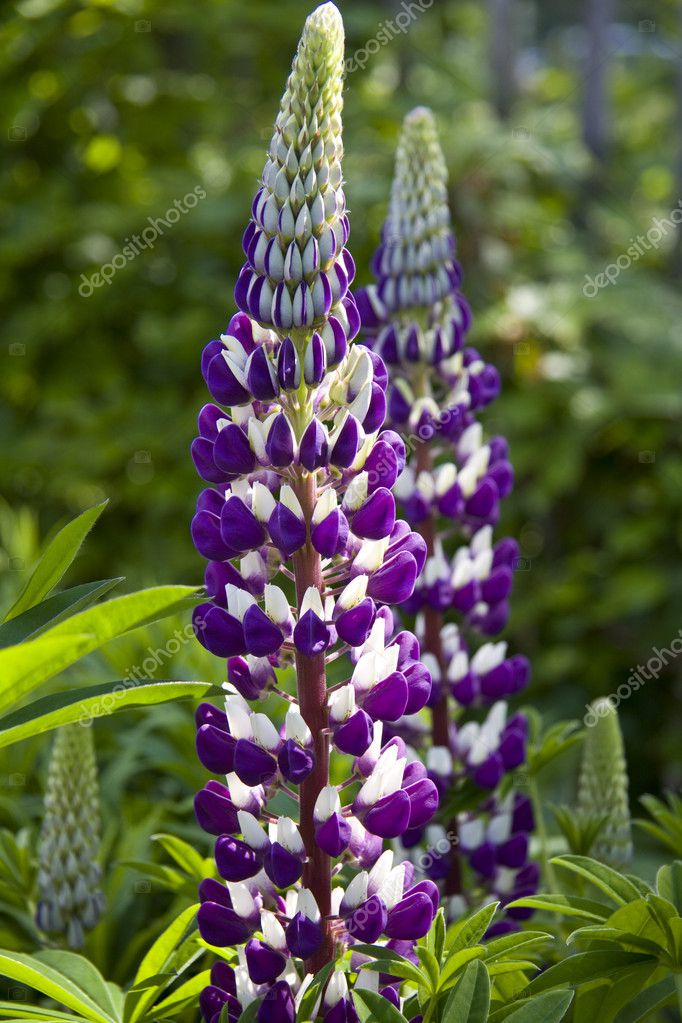 snap dragons | Purple snapdragon, Snapdragons, Stock photos