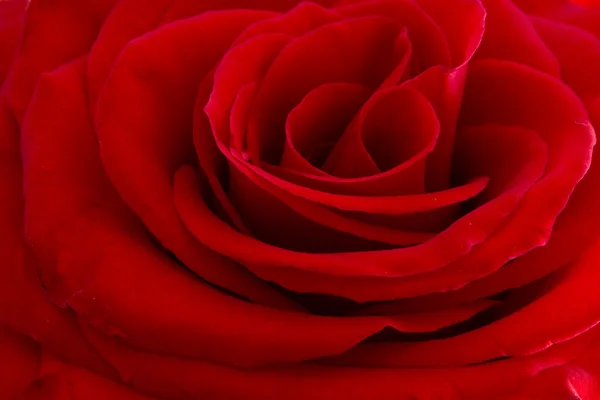 Róża w tle — Zdjęcie stockowe