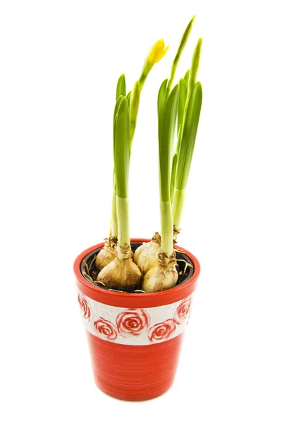 Daffodil in pot — Stockfoto