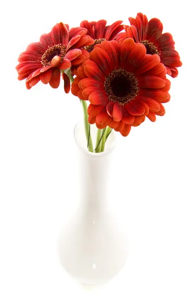 Red Flowers — Stock Photo, Image