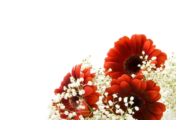 Röd vita blommor — Stockfoto