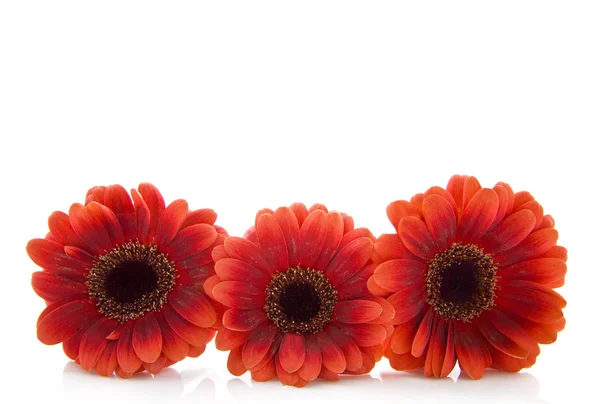 Três flores vermelhas — Fotografia de Stock