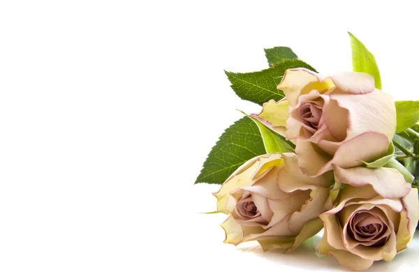 Rose rosa antico — Foto Stock