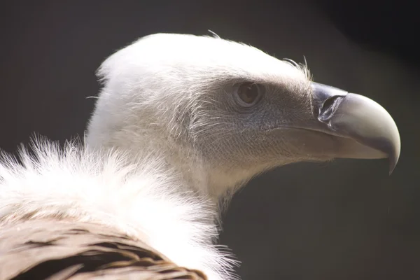 stock image Vulture