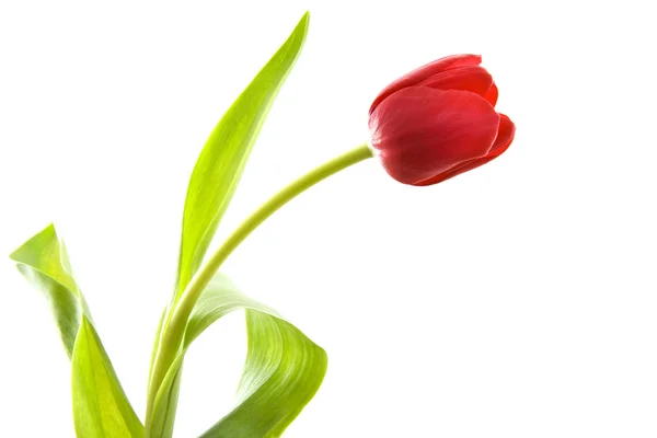 Bonito tulipán. — Foto de Stock