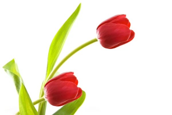 Bonito tulipán. —  Fotos de Stock