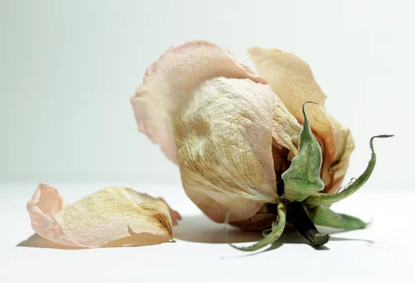 stock image Wilted rosebud