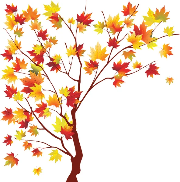 Podzimní javor — Stockový vektor