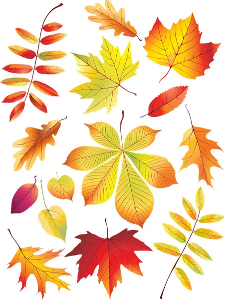 白色背景的秋天叶子 — 图库矢量图片