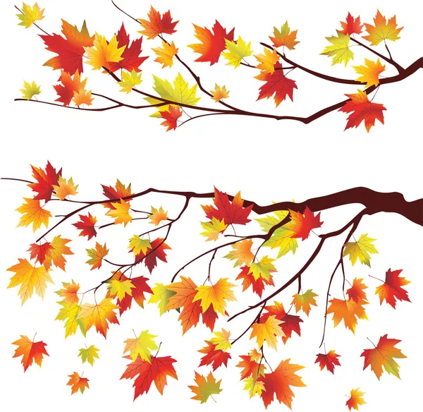 Autumn maple tree branche — Stock Vector
