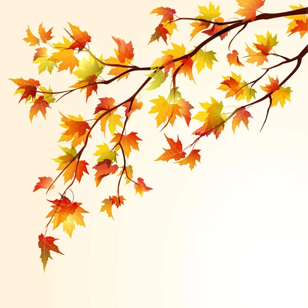 Autumn maple branch — Stock Vector