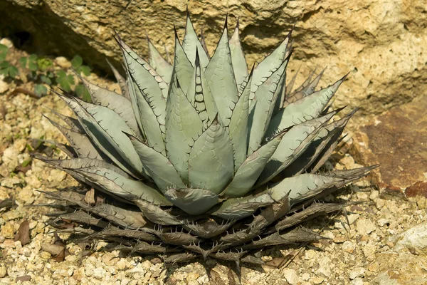 Agave bitki