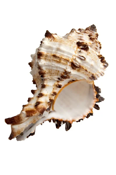 stock image Isolated big beautiful shell on white background