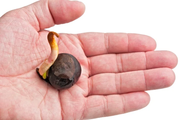 stock image Sprout chestnut on a palm