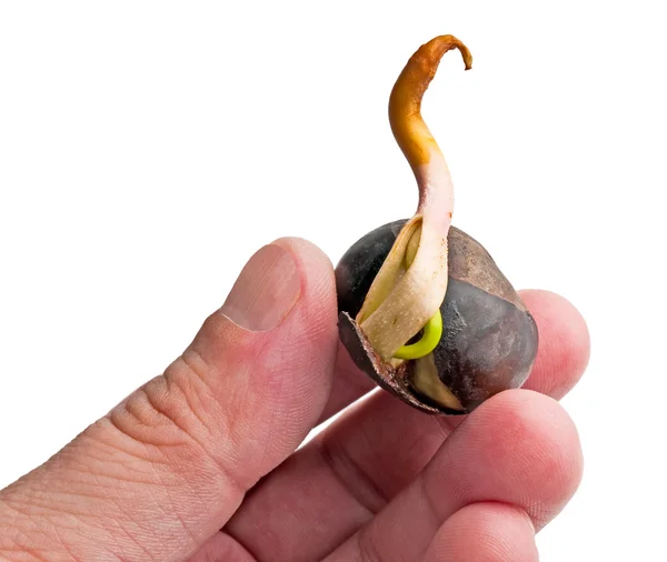 stock image Sprout chestnut in fingers