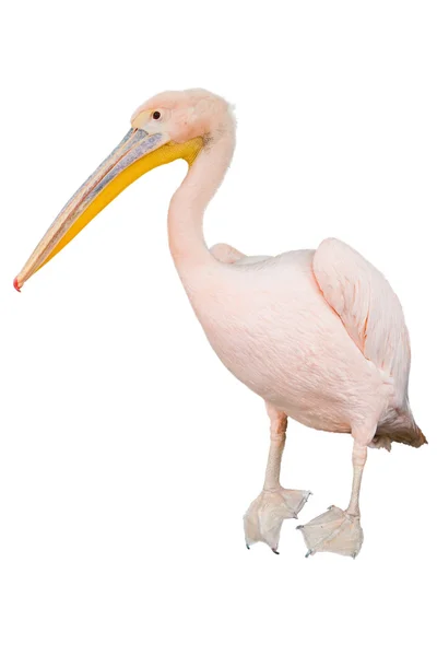 stock image Pink pelican