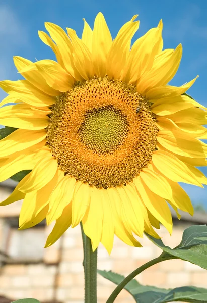 Sunflower with a bee — Stock Photo, Image