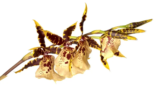 Odontoglossum orchidea na białym tle — Zdjęcie stockowe