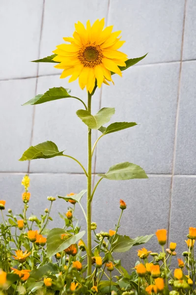 Sunflower grew among the flowers of marigolds — Stock Photo, Image