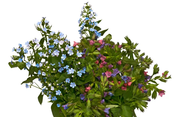 Spring bouquet - forget-me-not and lungwort — Stock Photo, Image