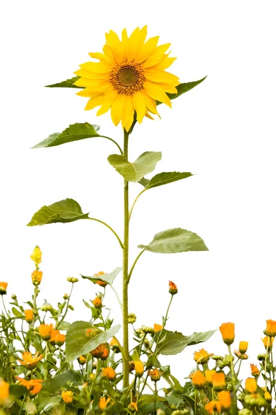 Sunflower grew among the flowers of marigolds