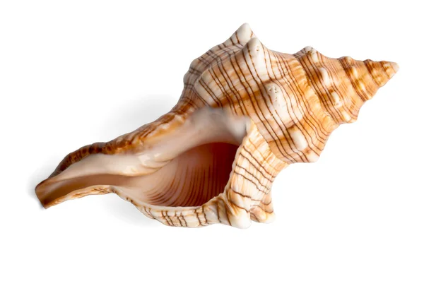 stock image Isolated shell