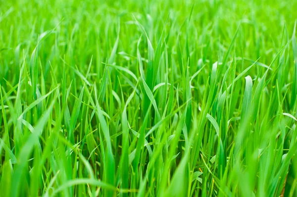 stock image Green grass