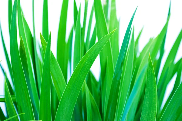 stock image Green grass