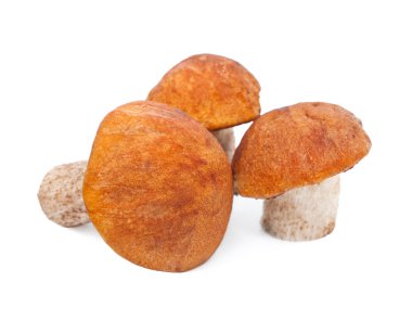 Orange cap mushrooms clipart