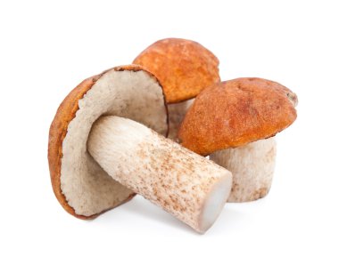 Mushrooms on white background clipart