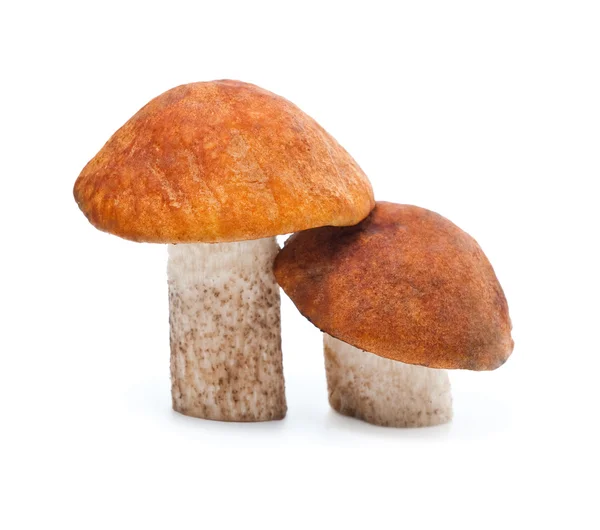 stock image Mushrooms on white background