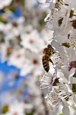 Arı pollinating çiçekler