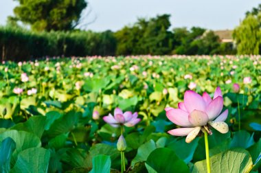 Pond covered many lotuses clipart