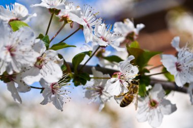 Bahar. çiçekli ağaçlar. bir çiçek pollinating arı