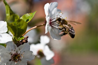 Bahar. çiçekli ağaçlar. bir çiçek pollinating arı