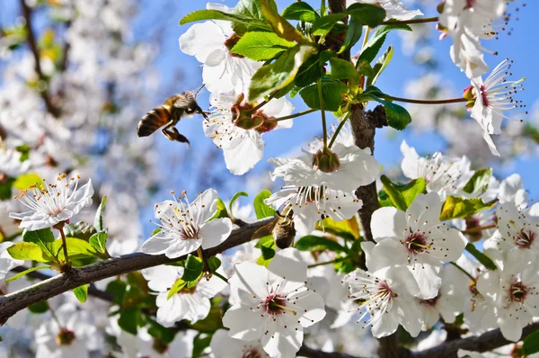 Bee pollinating flowers — Stock Photo, Image