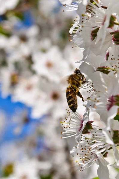 stock image Bee pollinating flowers